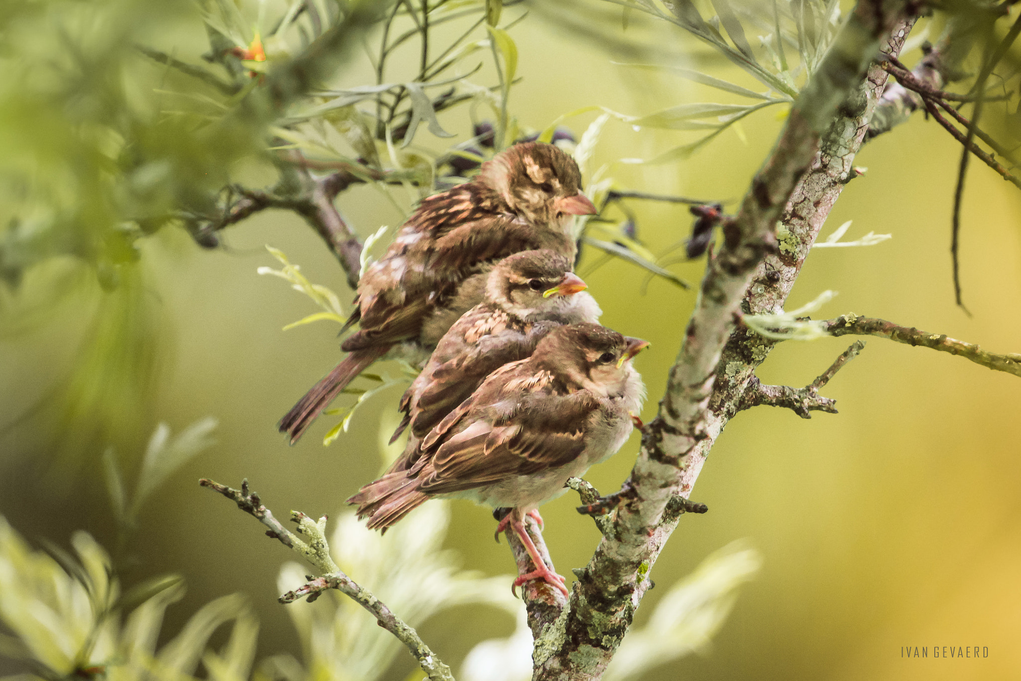 Canon EF 100-400mm F4.5-5.6L IS USM sample photo. United family of love :-) photography