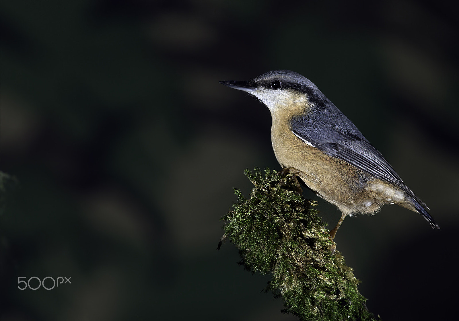 Canon EOS-1D X + Canon EF 400mm F5.6L USM sample photo. Nuthatch. photography