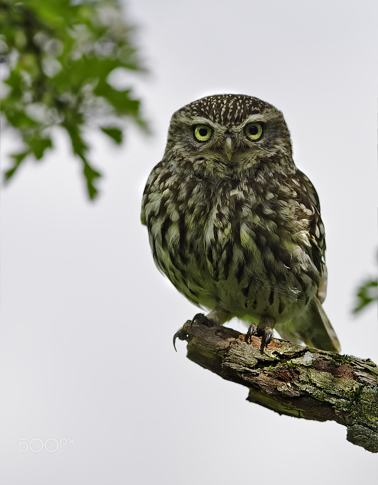 Canon EOS-1D X + Canon EF 300mm F4L IS USM sample photo. Little owl ..... athene noctua. photography