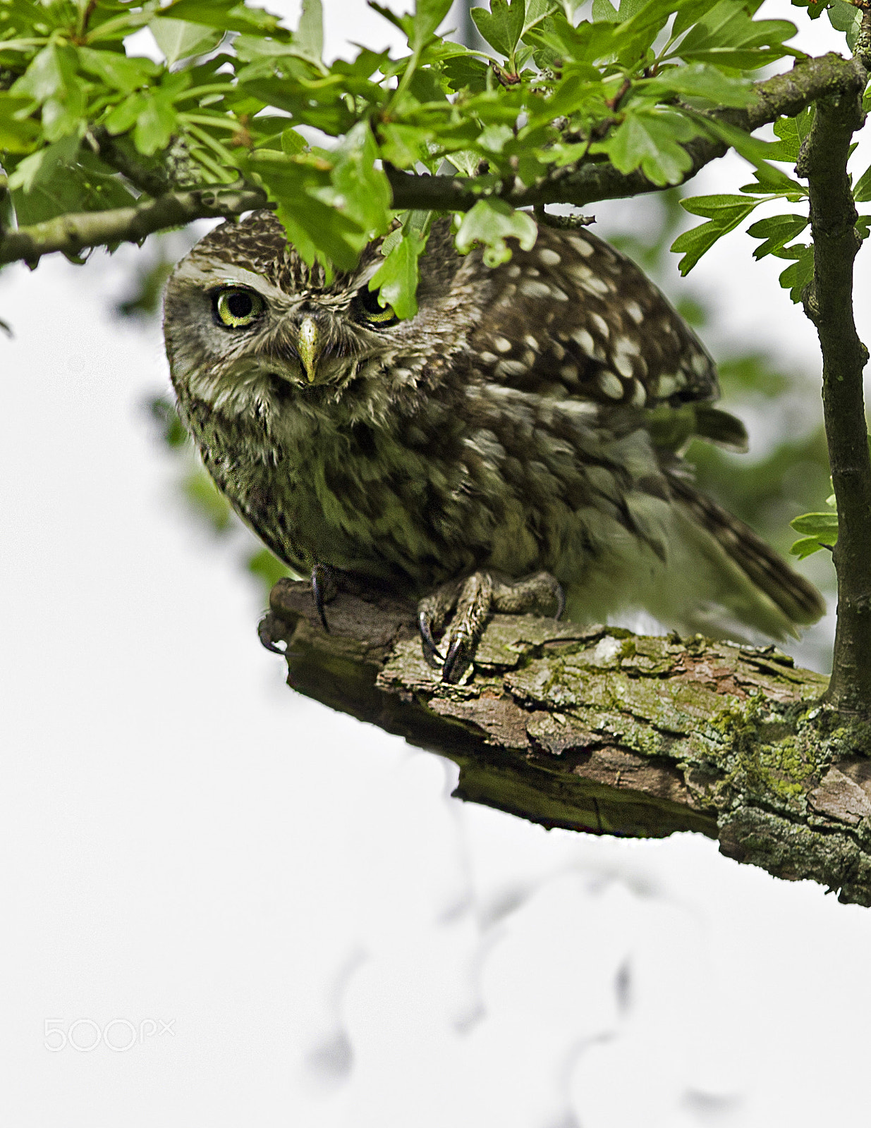 Canon EOS-1D X + Canon EF 300mm F4L IS USM sample photo. Little owl hiding in a tree ... athene noctua photography