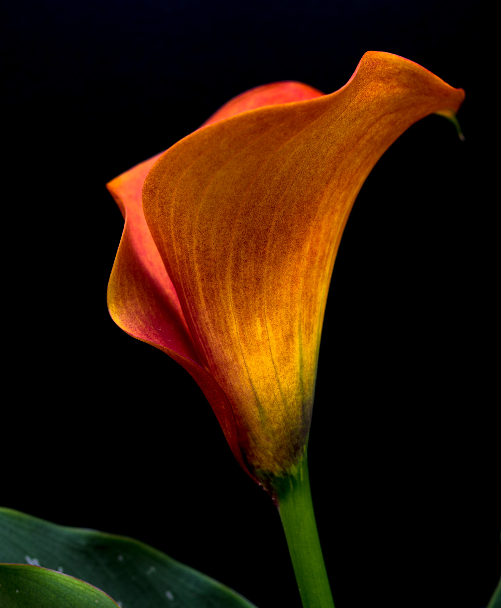 ZEISS Makro-Planar T* 50mm F2 sample photo. Orange_lily.jpg photography