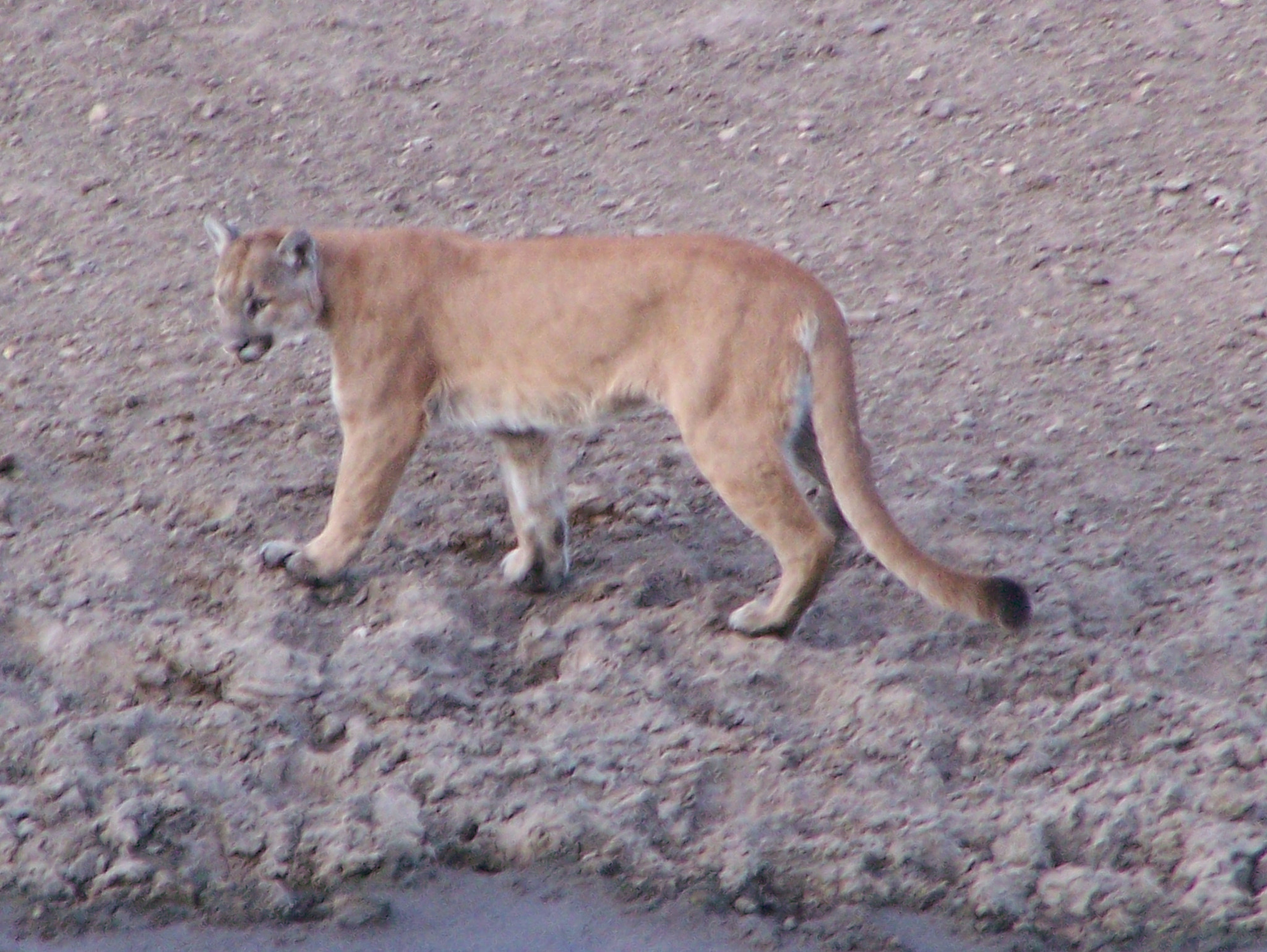 Kodak Z650 ZOOM DIGITAL CAMERA sample photo