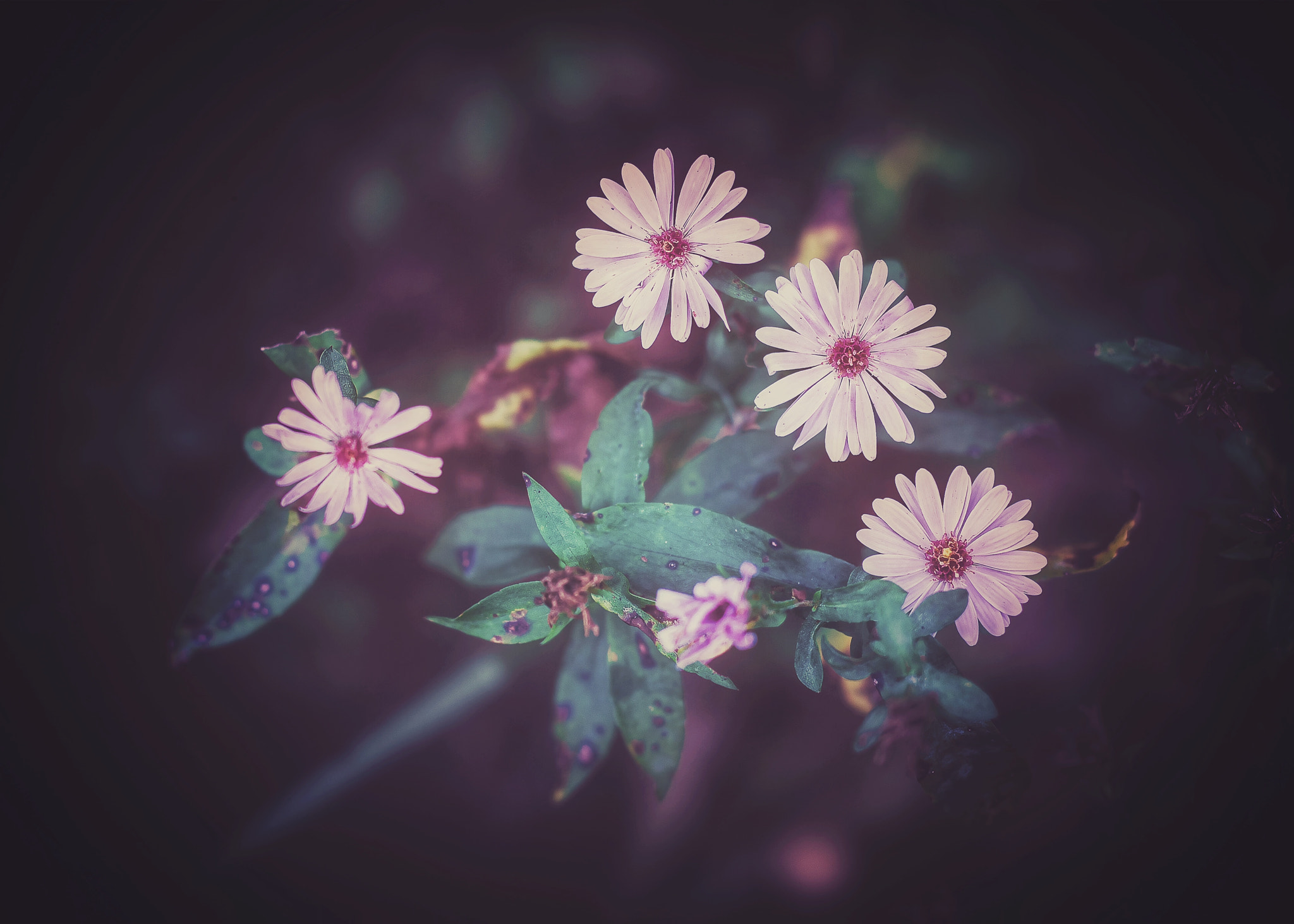 Nikon D7000 + Sigma 50mm F1.4 DG HSM Art sample photo. Purple haze photography