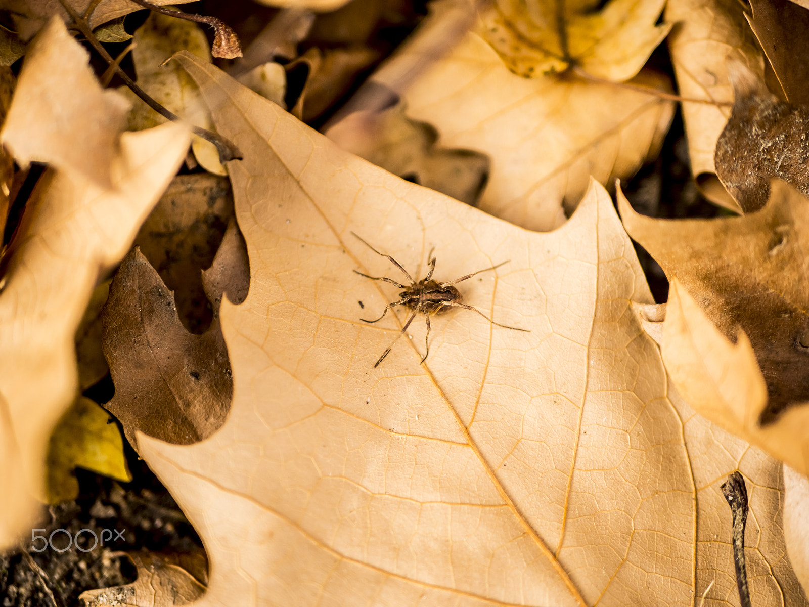 Panasonic Lumix DMC-GH3 + LUMIX G 25/F1.7 sample photo. Araña en hojas secas de otoño photography