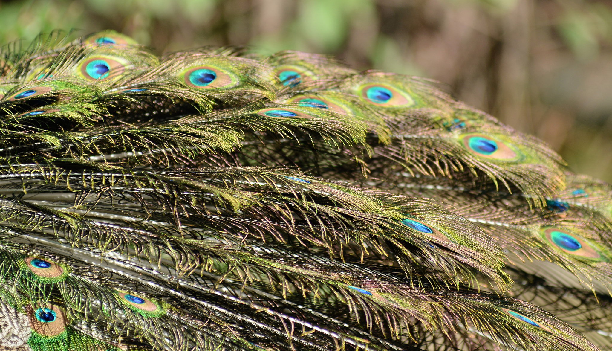 AF Zoom-Nikkor 28-80mm f/3.3-5.6G sample photo. Lisbon peacockfeathers feb photography