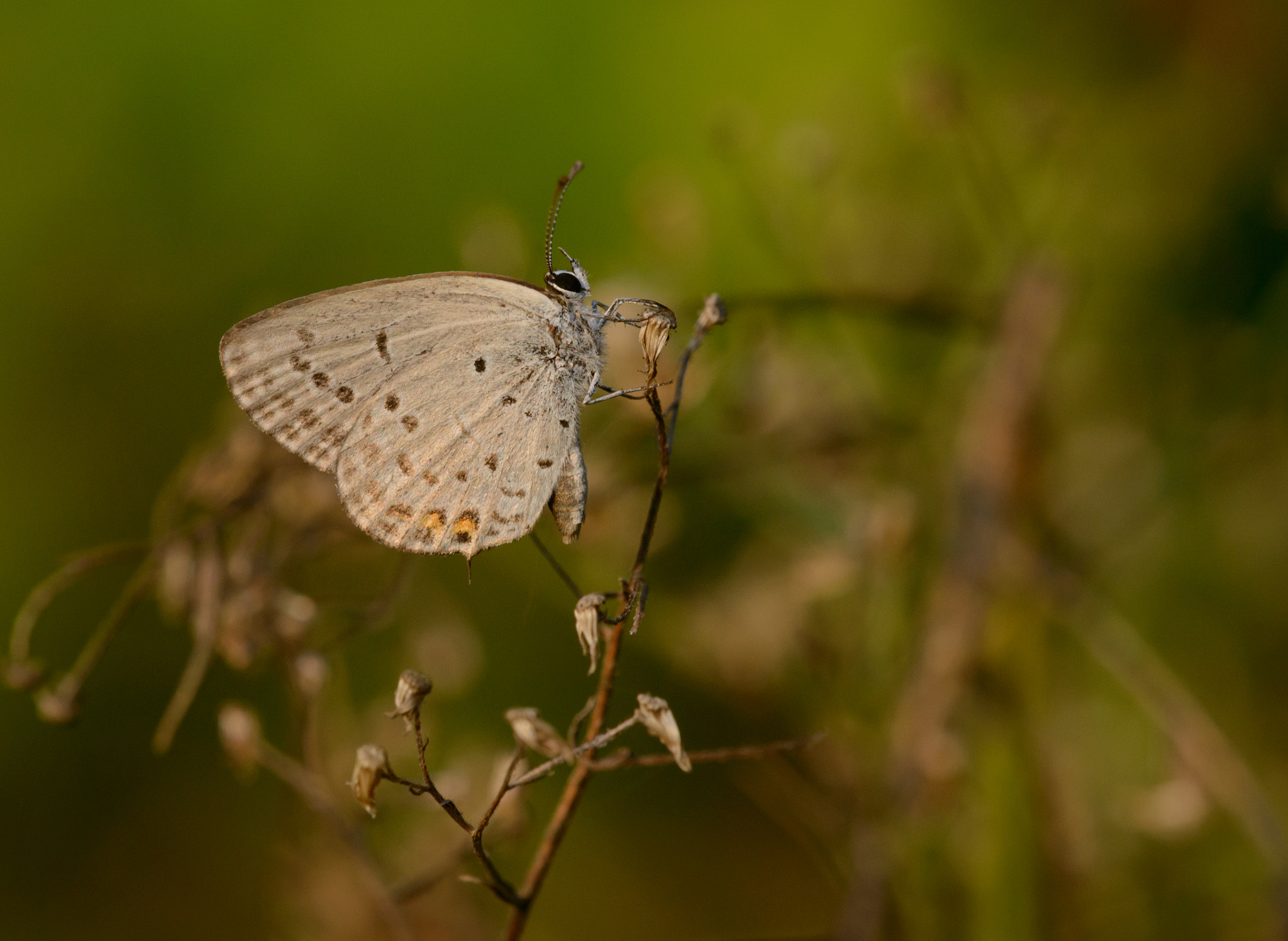 Sigma 150mm F2.8 EX DG Macro HSM sample photo. Small butterfly photography