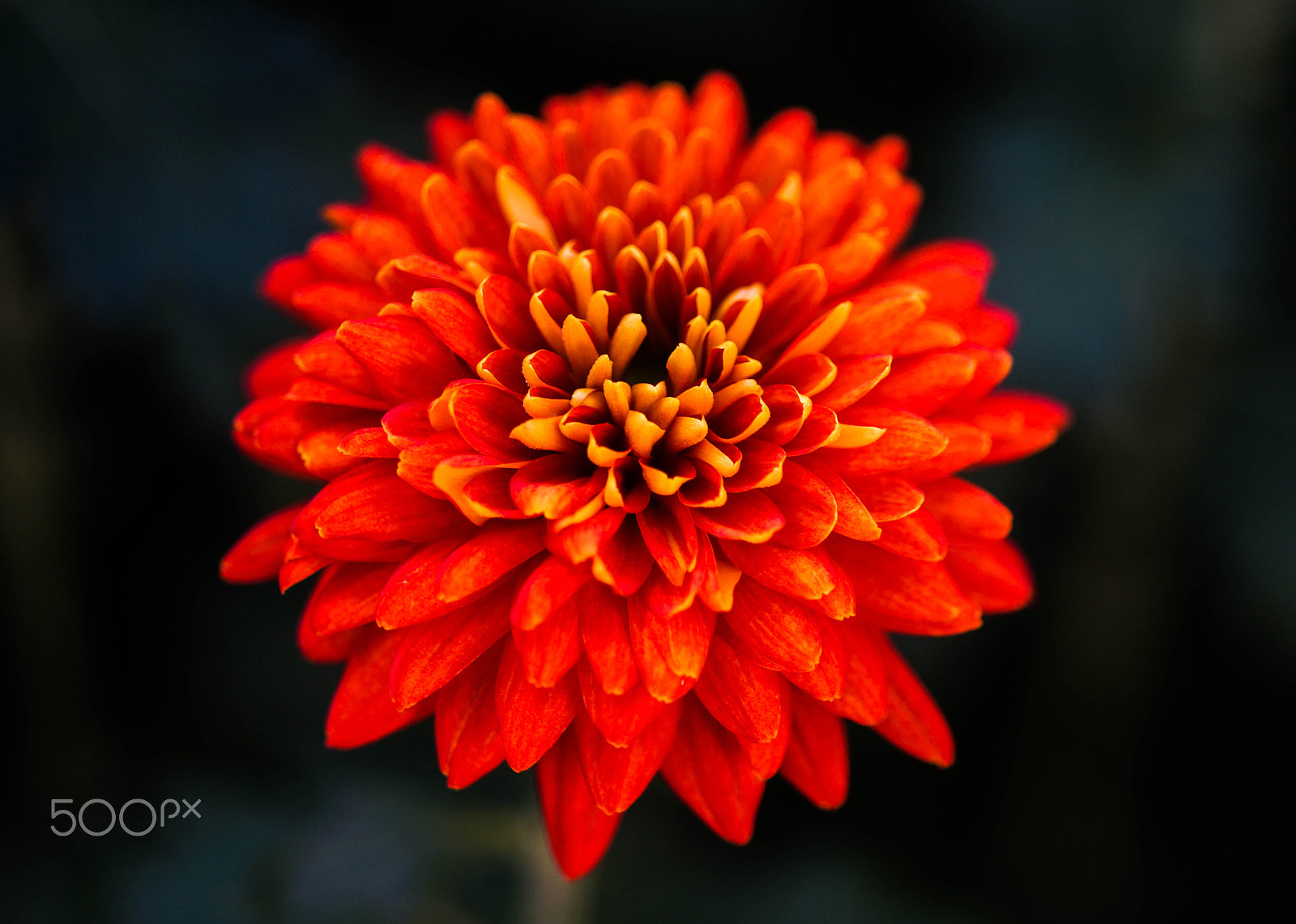 Sony a99 II + Minolta AF 100mm F2.8 Macro [New] sample photo. "piranga" chrysanthemum photography