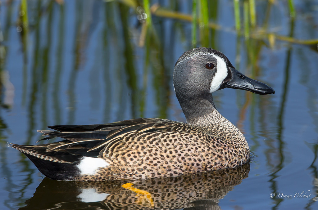 Canon EOS 60D + Canon EF 300mm F2.8L IS II USM sample photo. Blue-winged teal photography