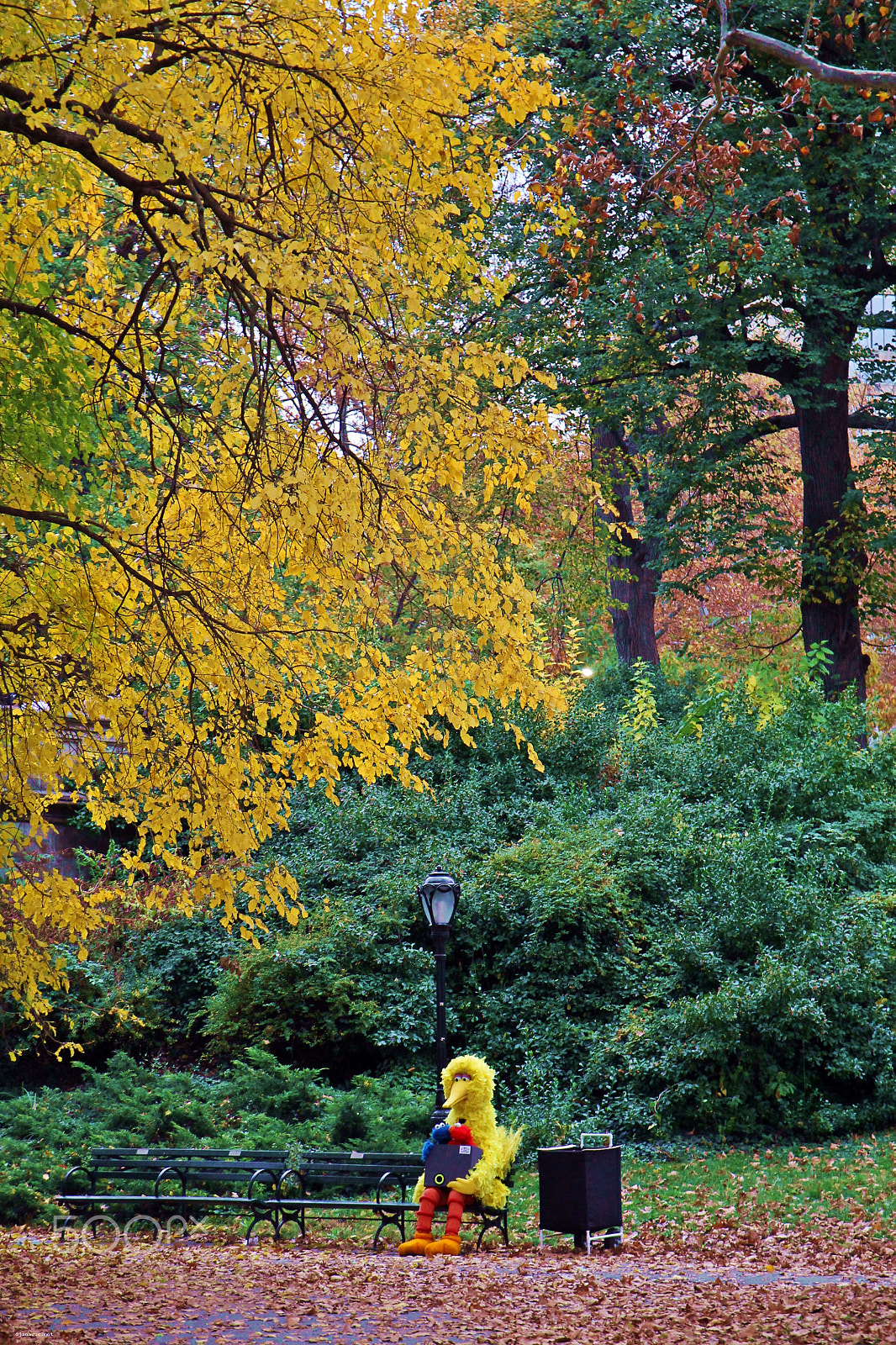 Canon EOS 1100D (EOS Rebel T3 / EOS Kiss X50) + Canon EF 500mm F4L IS USM sample photo. Sad big bird sitting in central park photography