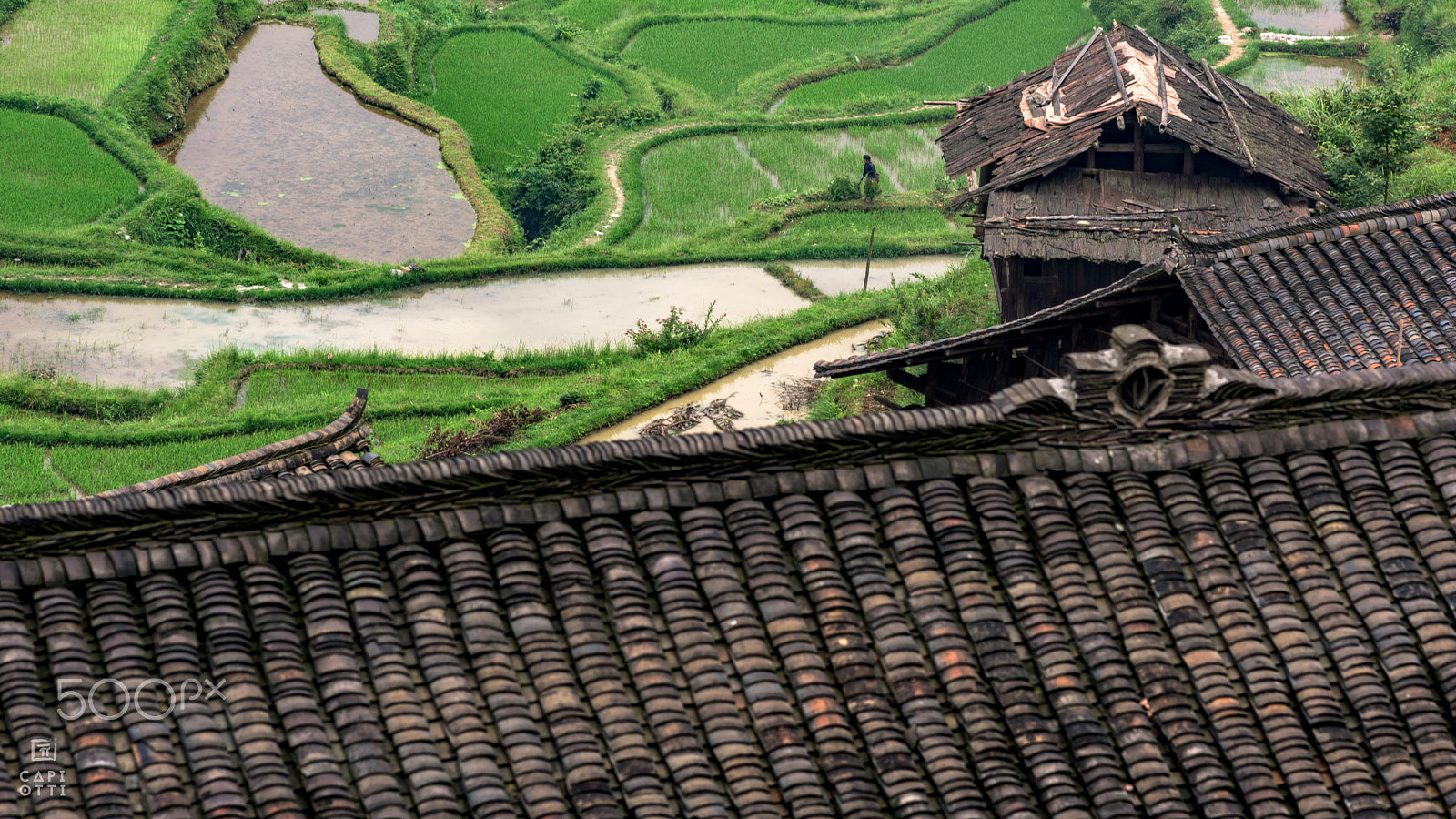 Nikon D810 + AF Nikkor 180mm f/2.8 IF-ED sample photo. Longji rice terraces photography