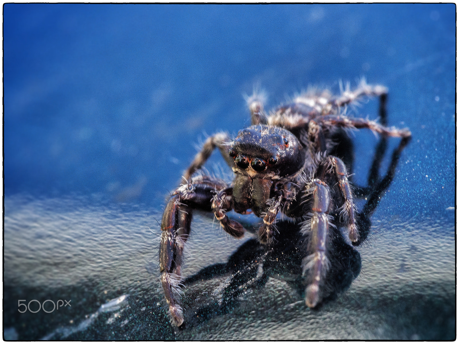 Olympus PEN E-P5 sample photo. Jumping spider photography