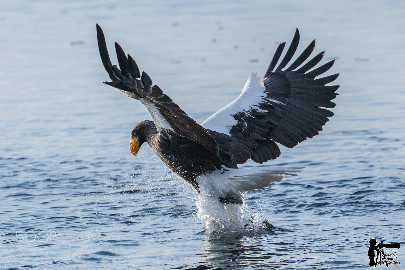 Canon EF 300mm F2.8L IS II USM sample photo. Wildlife photography