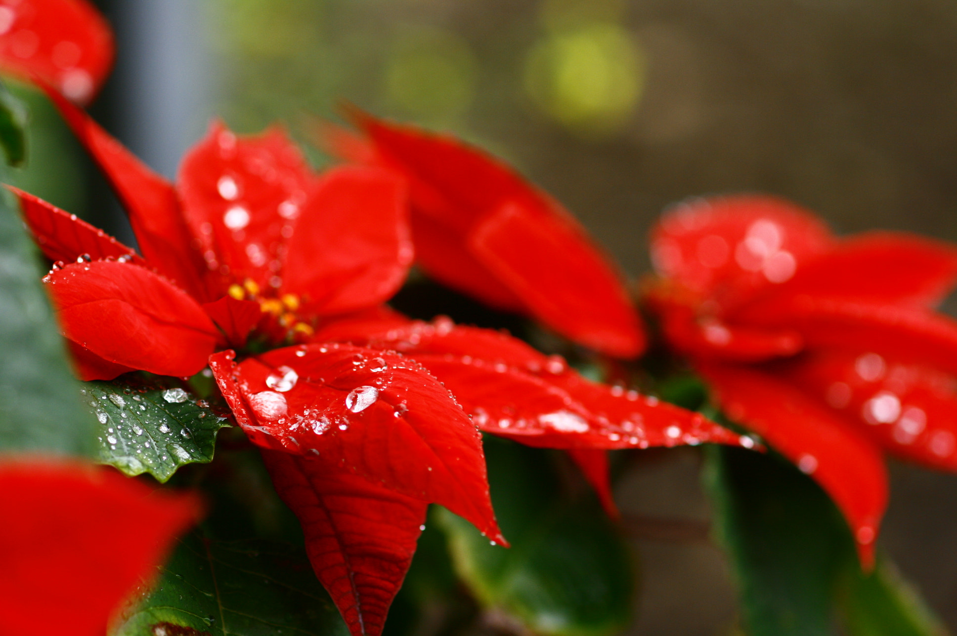 Canon EF 100mm F2.8 Macro USM sample photo. Jewelry photography