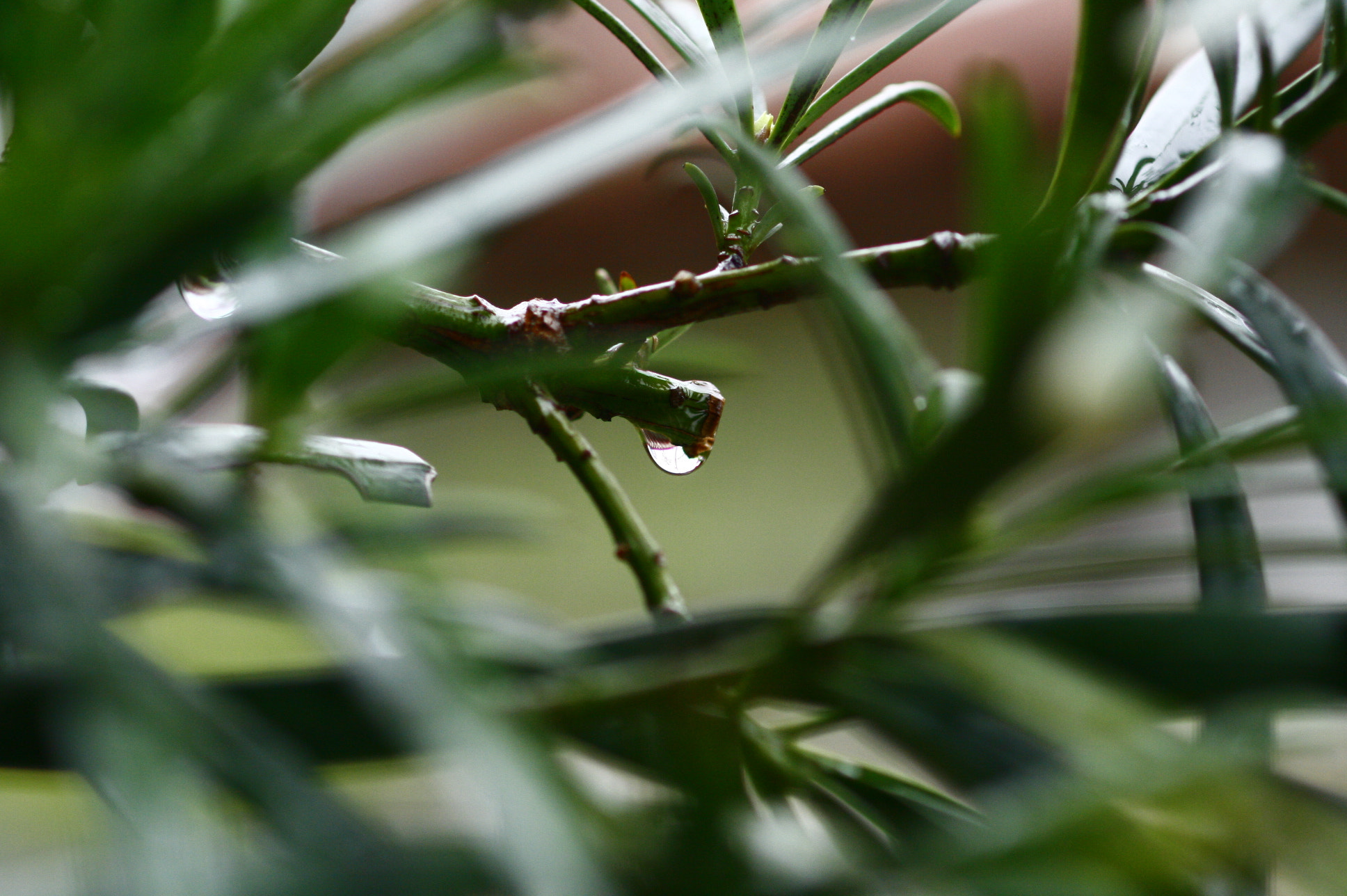 Canon EF 100mm F2.8 Macro USM sample photo. Waterdrop photography