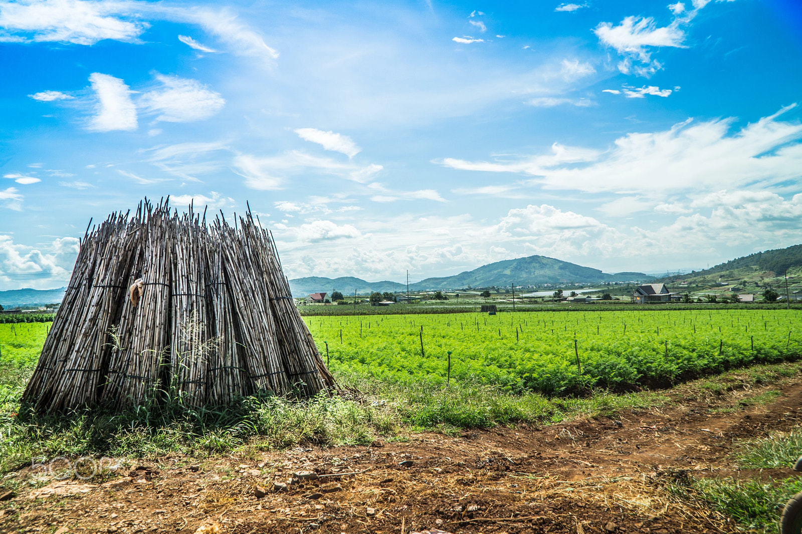 Sony a5100 + Sony E PZ 18-105mm F4 G OSS sample photo. __carrot farm__ photography