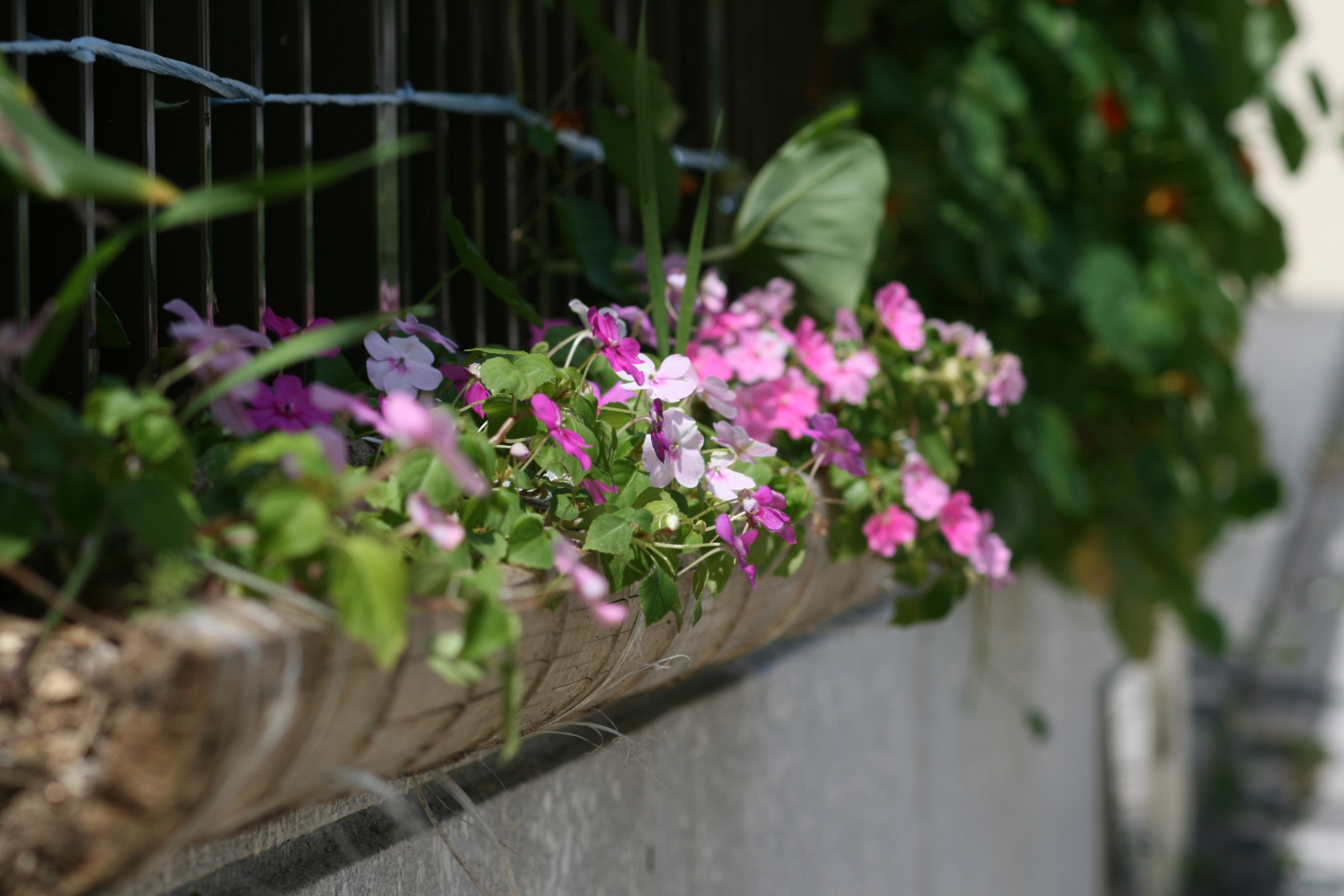 Canon EF 100mm F2.8 Macro USM sample photo. Image() photography