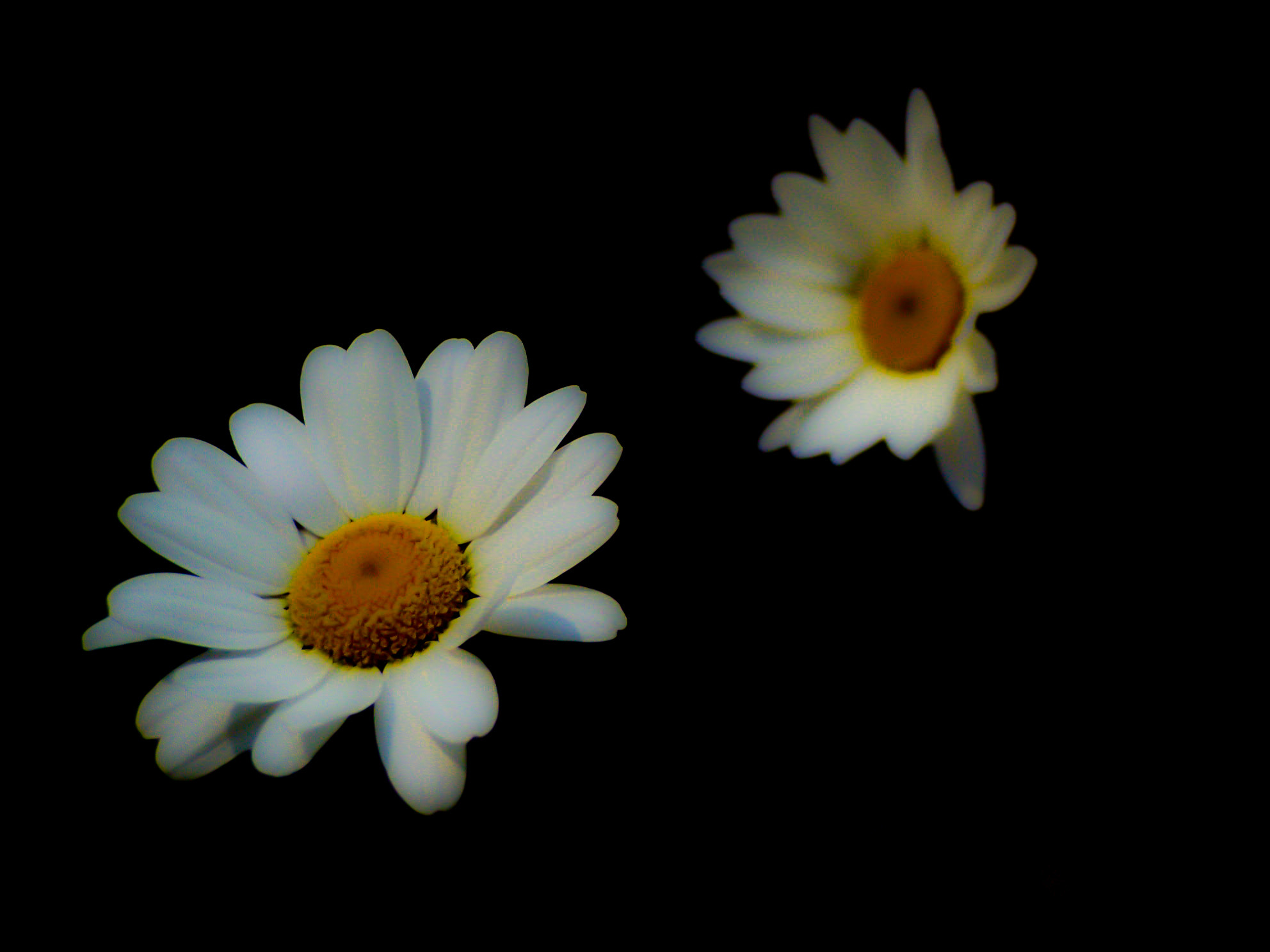 Olympus C720UZ sample photo. Floating daisies photography