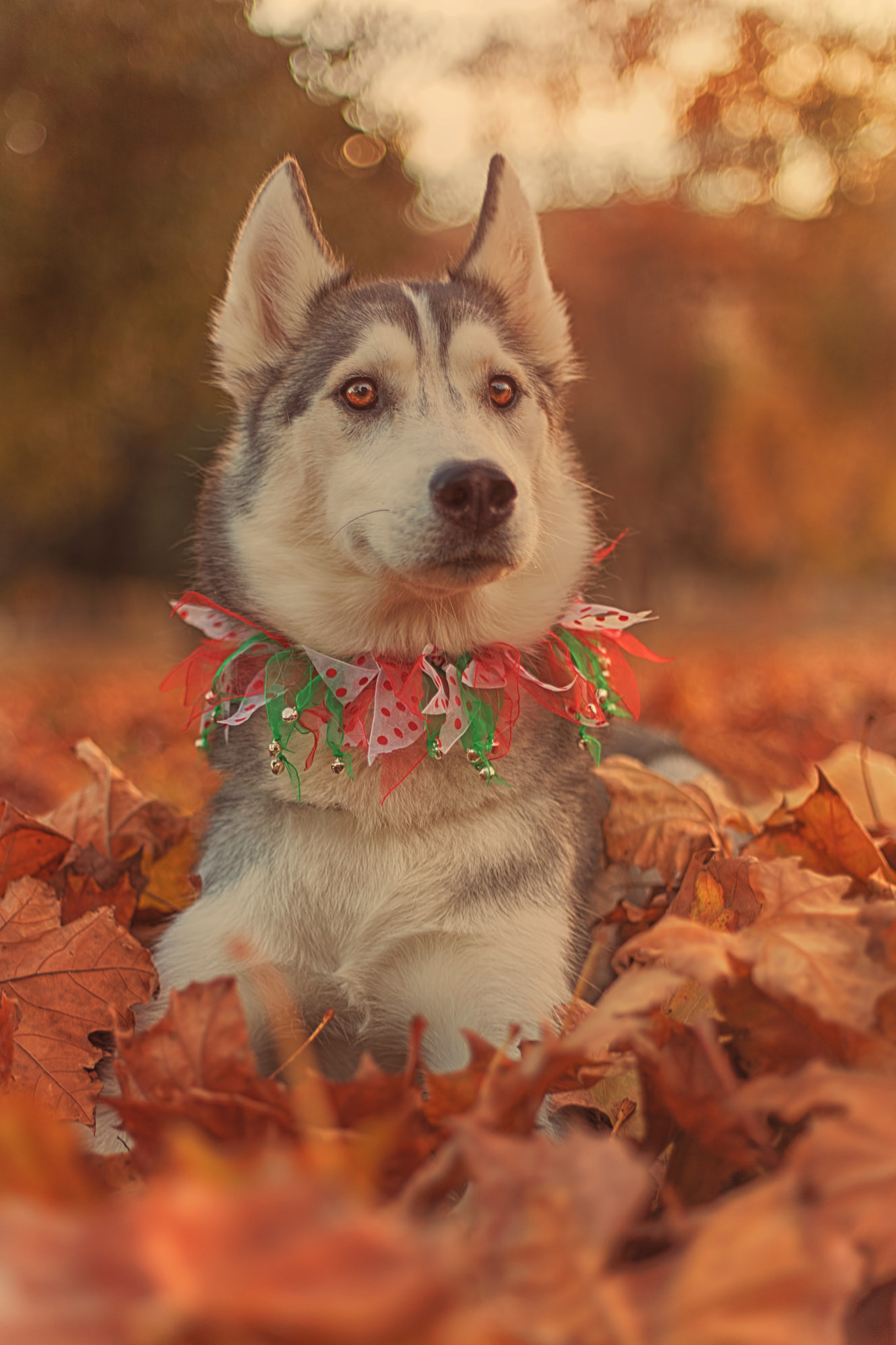Canon EOS 5DS + Canon EF 50mm F1.8 II sample photo. Aurora photography