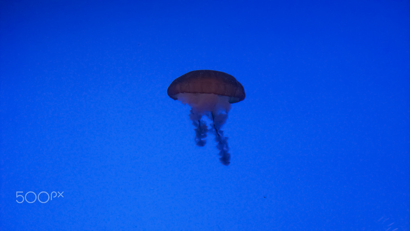 Kodak EASYSHARE M863 DIGITAL CAMERA sample photo. Jelly fish photography