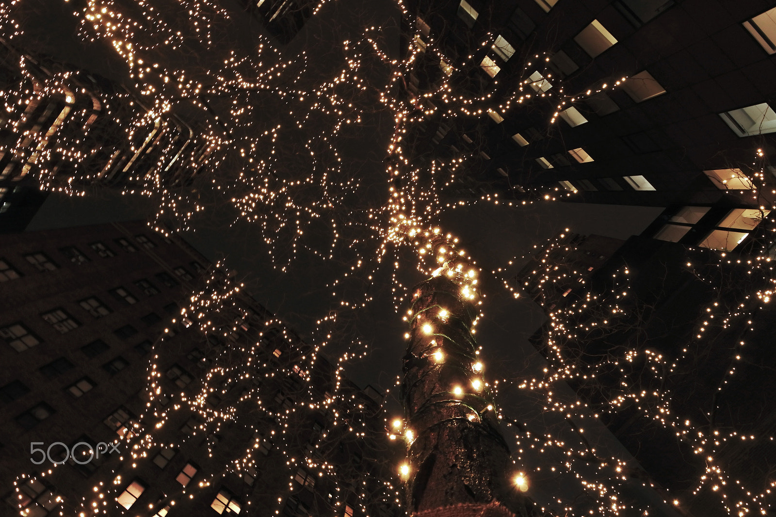 Nikon 1 Nikkor VR 6.7-13mm F3.5-5.6 sample photo. Tree lights photography