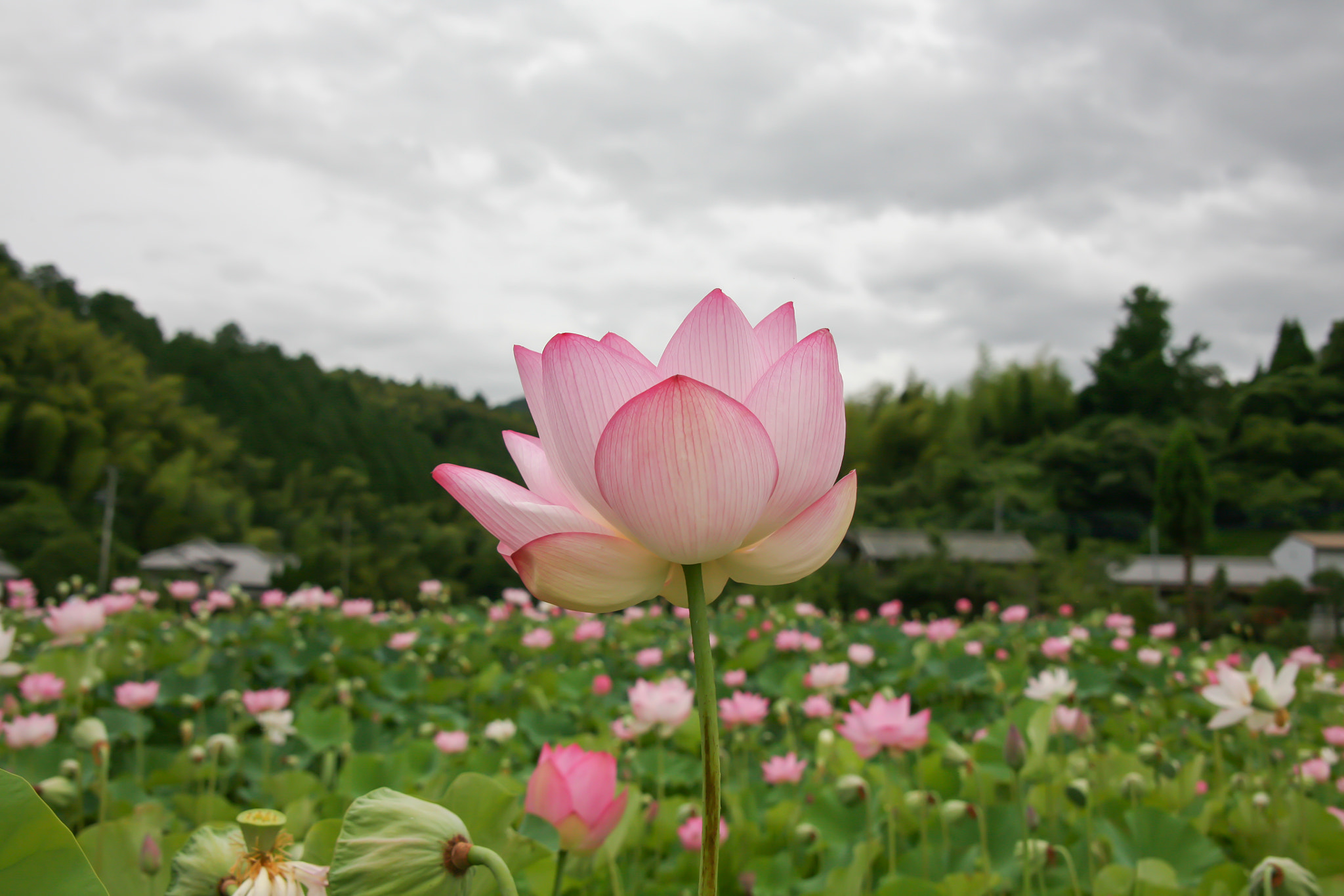 Canon EOS 5D + Tamron AF 28-300mm F3.5-6.3 XR Di VC LD Aspherical (IF) Macro sample photo. Lotus flowers photography