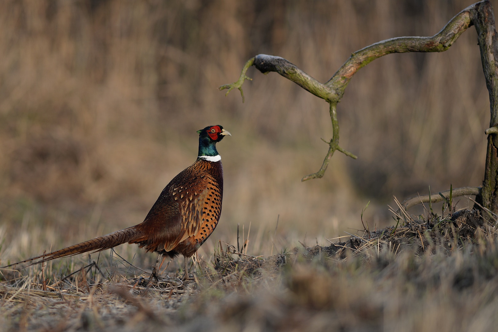 Nikon D610 + AF Nikkor 300mm f/4 IF-ED sample photo. He photography