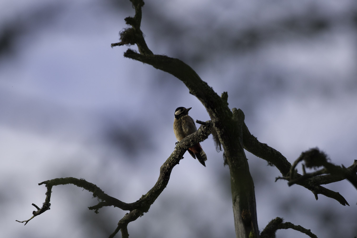 Canon EF 500mm F4L IS USM sample photo. Virgin forest photography
