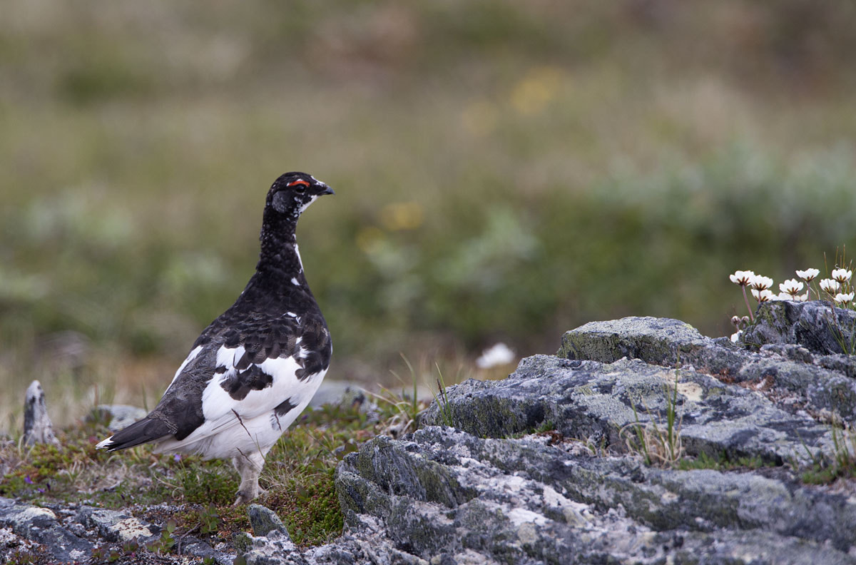 Canon EF 500mm F4L IS USM sample photo. Ptarmigan photography