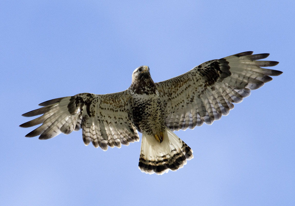 Canon EF 500mm F4L IS USM sample photo. Rough-legged buzzard photography