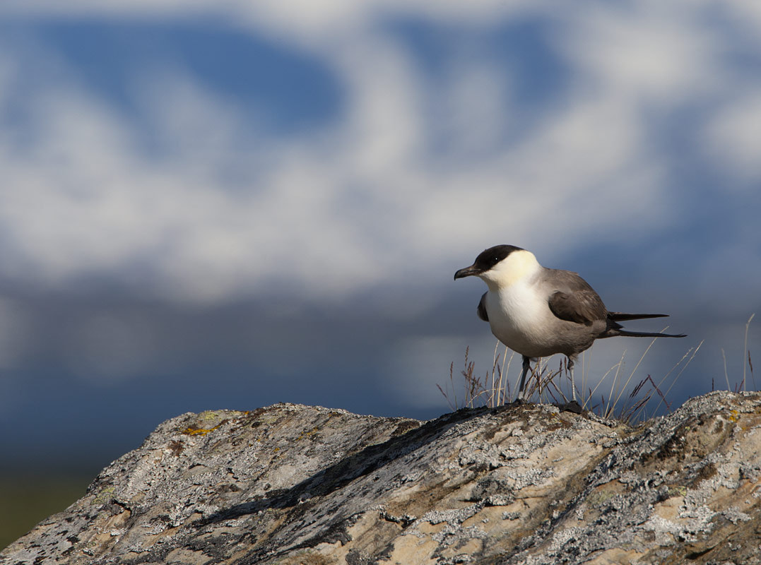 Canon EF 500mm F4L IS USM sample photo. Long-tailed skua photography