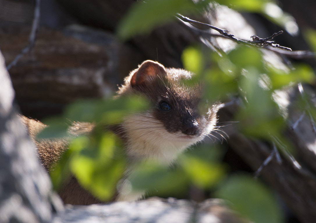 Canon EF 500mm F4L IS USM sample photo. Ermine photography
