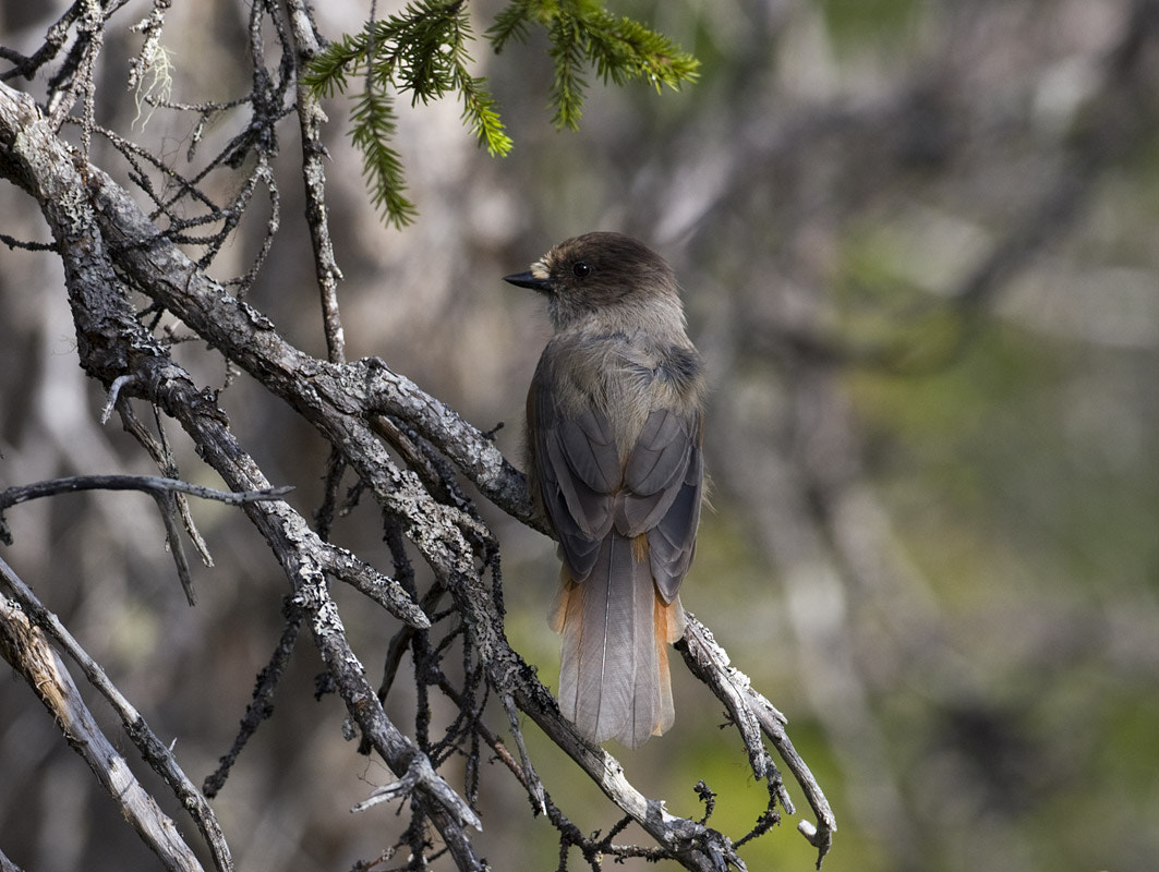 Canon EF 500mm F4L IS USM sample photo. Sibirian jay photography