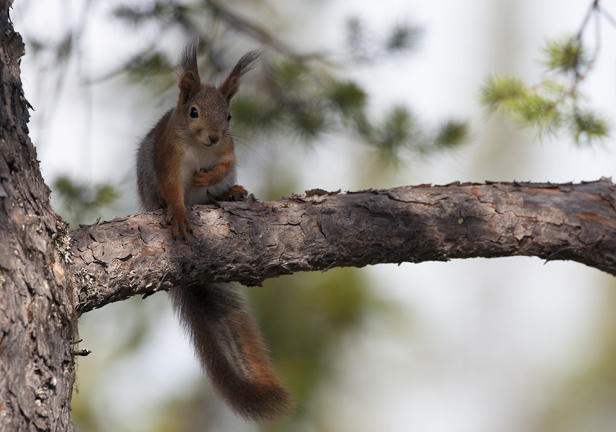 Canon EOS-1D Mark III + Canon EF 500mm F4L IS USM sample photo. Swedish squirrel photography