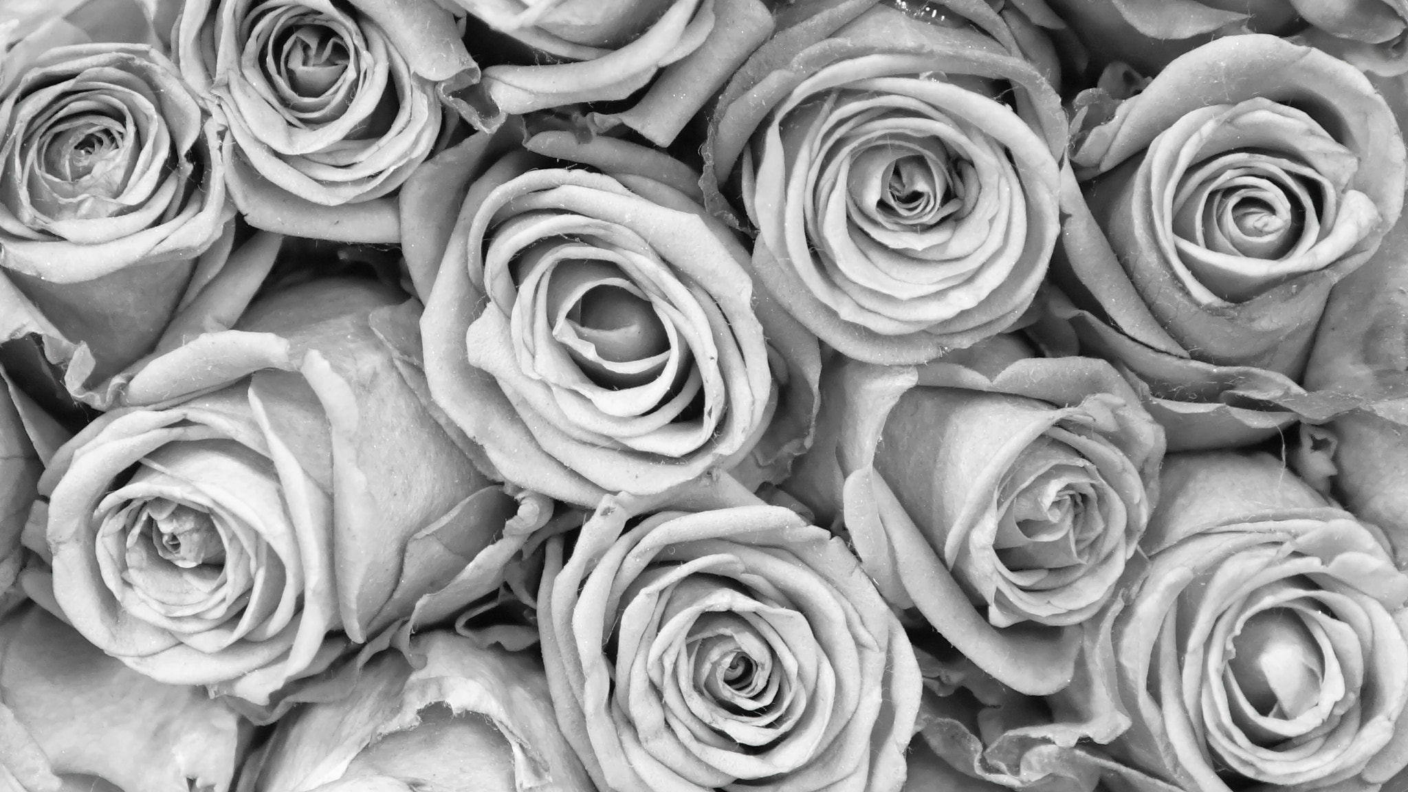 Sony Alpha NEX-7 + Sony E 35mm F1.8 OSS sample photo. Paper rose photography