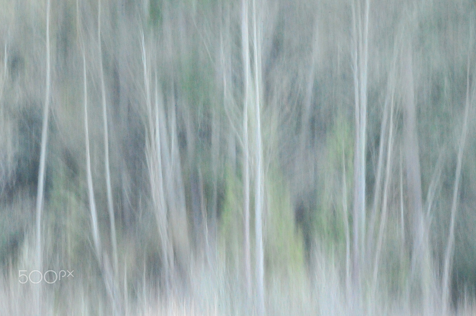 Sigma 150-600mm F5-6.3 DG OS HSM | S sample photo. Winter trees abstract photography