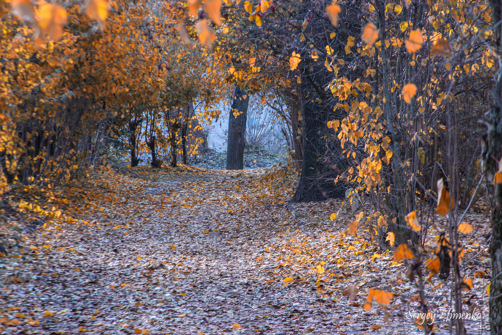 Canon EF 28-135mm F3.5-5.6 IS USM sample photo. The autumn tunnel photography