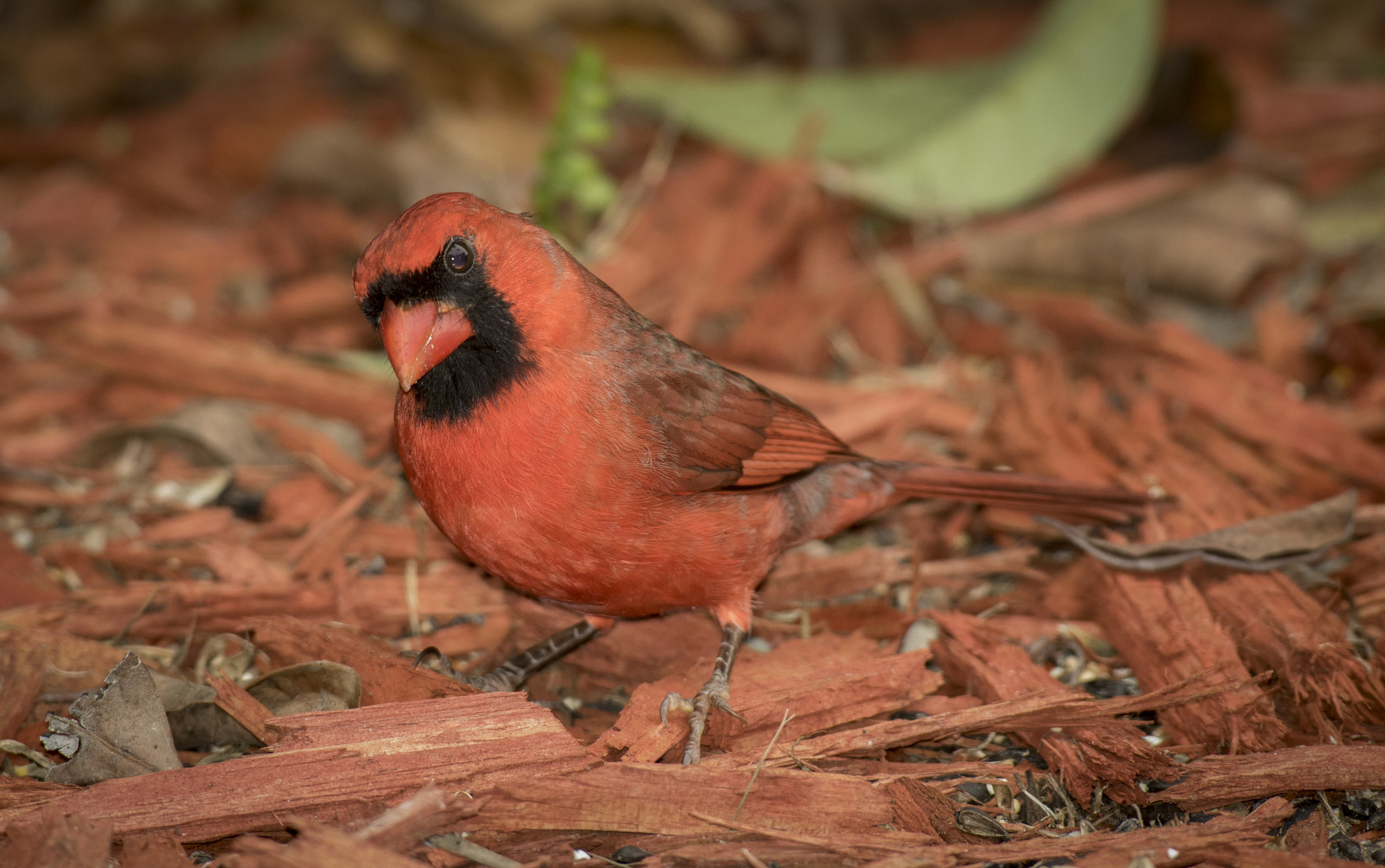 Canon EF 600mm f/4L IS sample photo. 548a2547.jpg photography