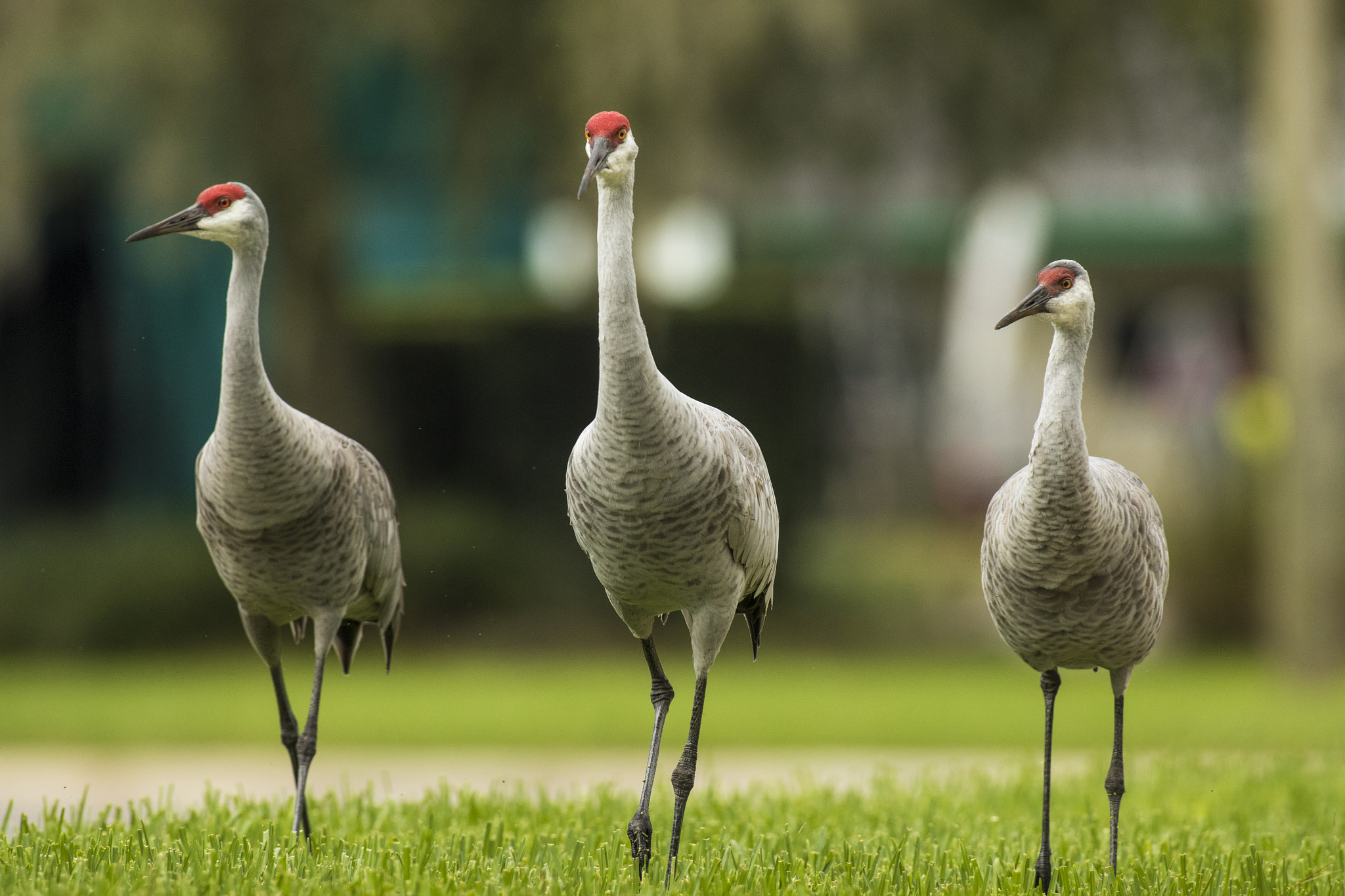 Canon EF 600mm f/4L IS sample photo. 548a2622.jpg photography