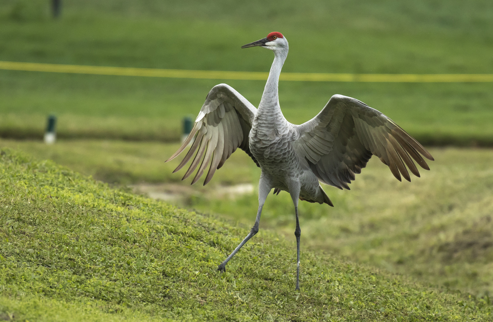 Canon EF 600mm f/4L IS sample photo. 548a3091.jpg photography