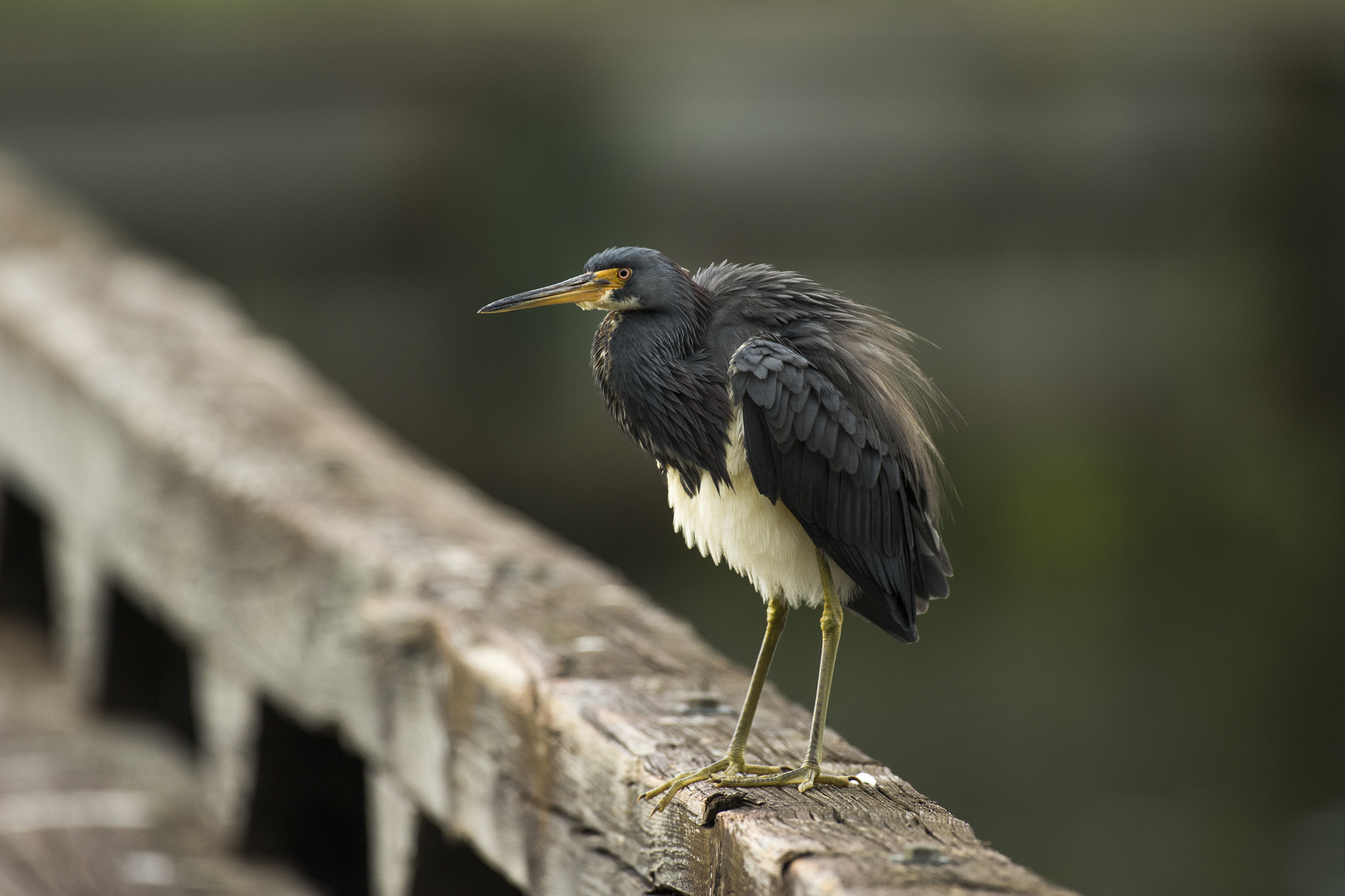 Canon EF 600mm f/4L IS sample photo. 548a2892.jpg photography