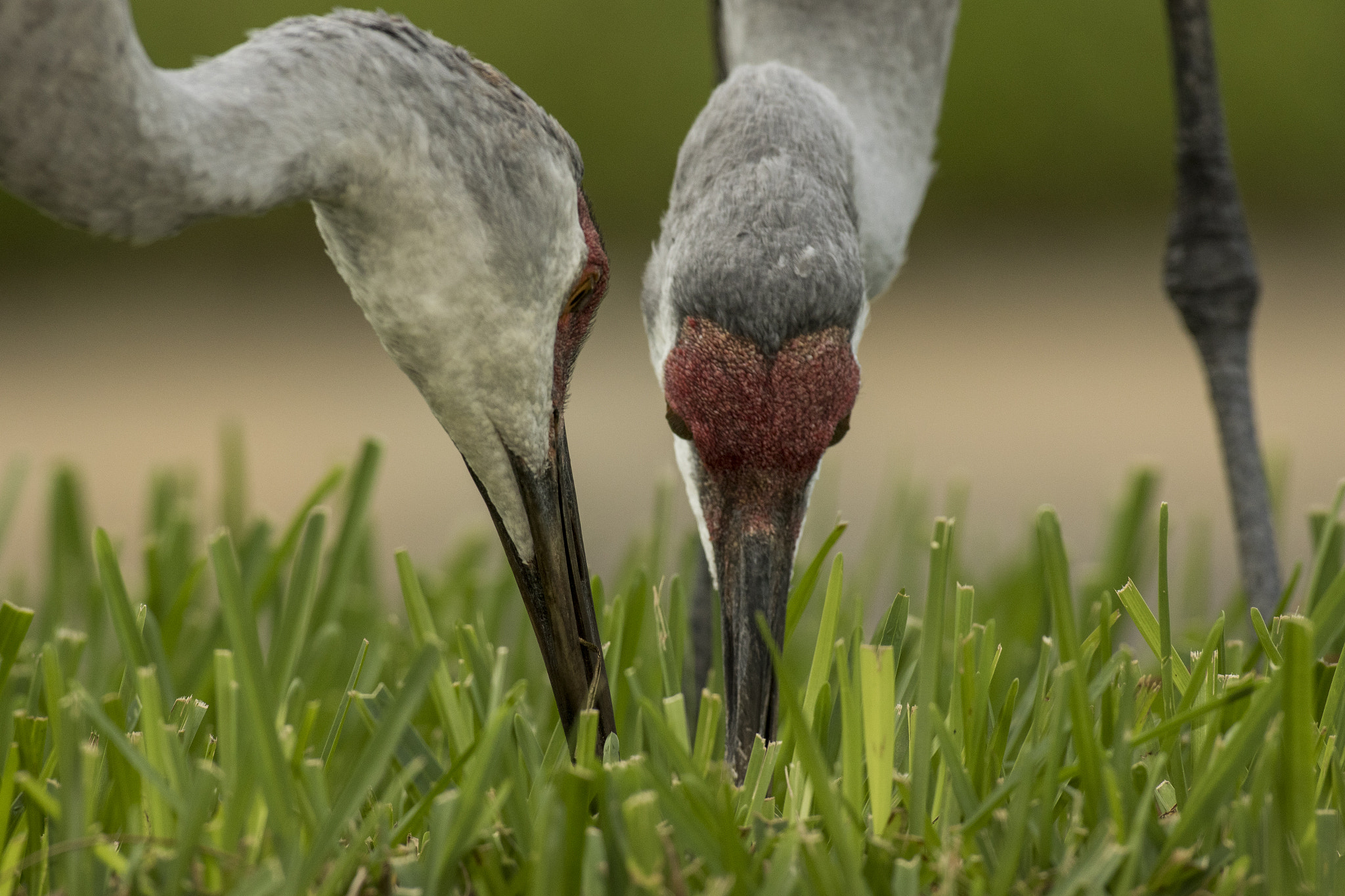 Canon EF 600mm f/4L IS sample photo. 548a2609.jpg photography