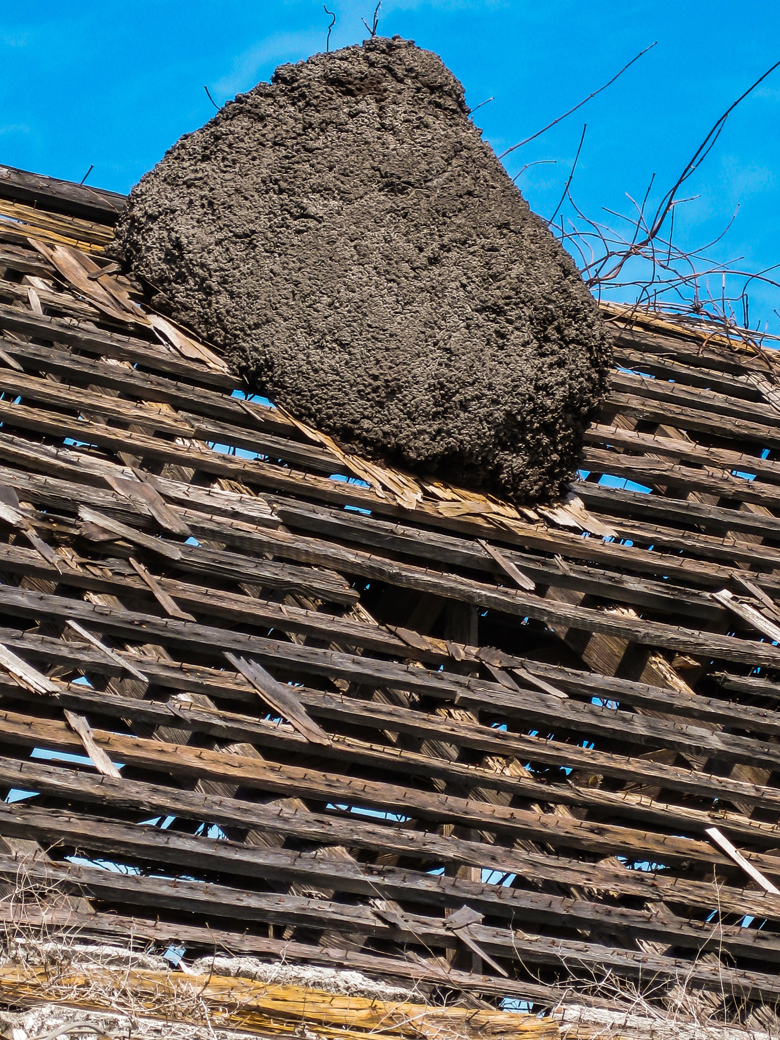 Canon POWERSHOT SD950 IS sample photo. Termite nest great exuma bahamas photography