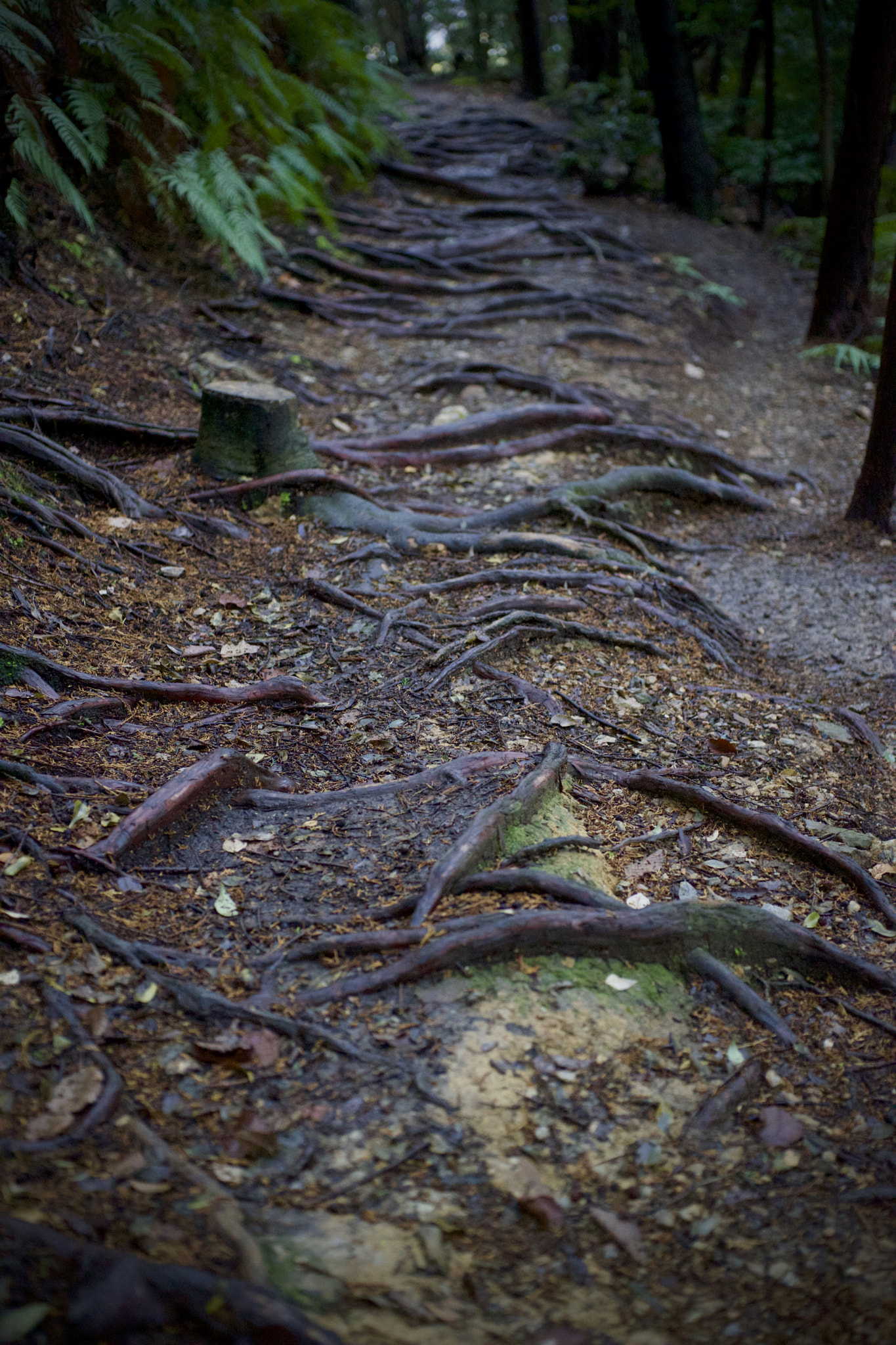 Sony a7 + Sony 50mm F2.8 Macro sample photo. Kyoto photography