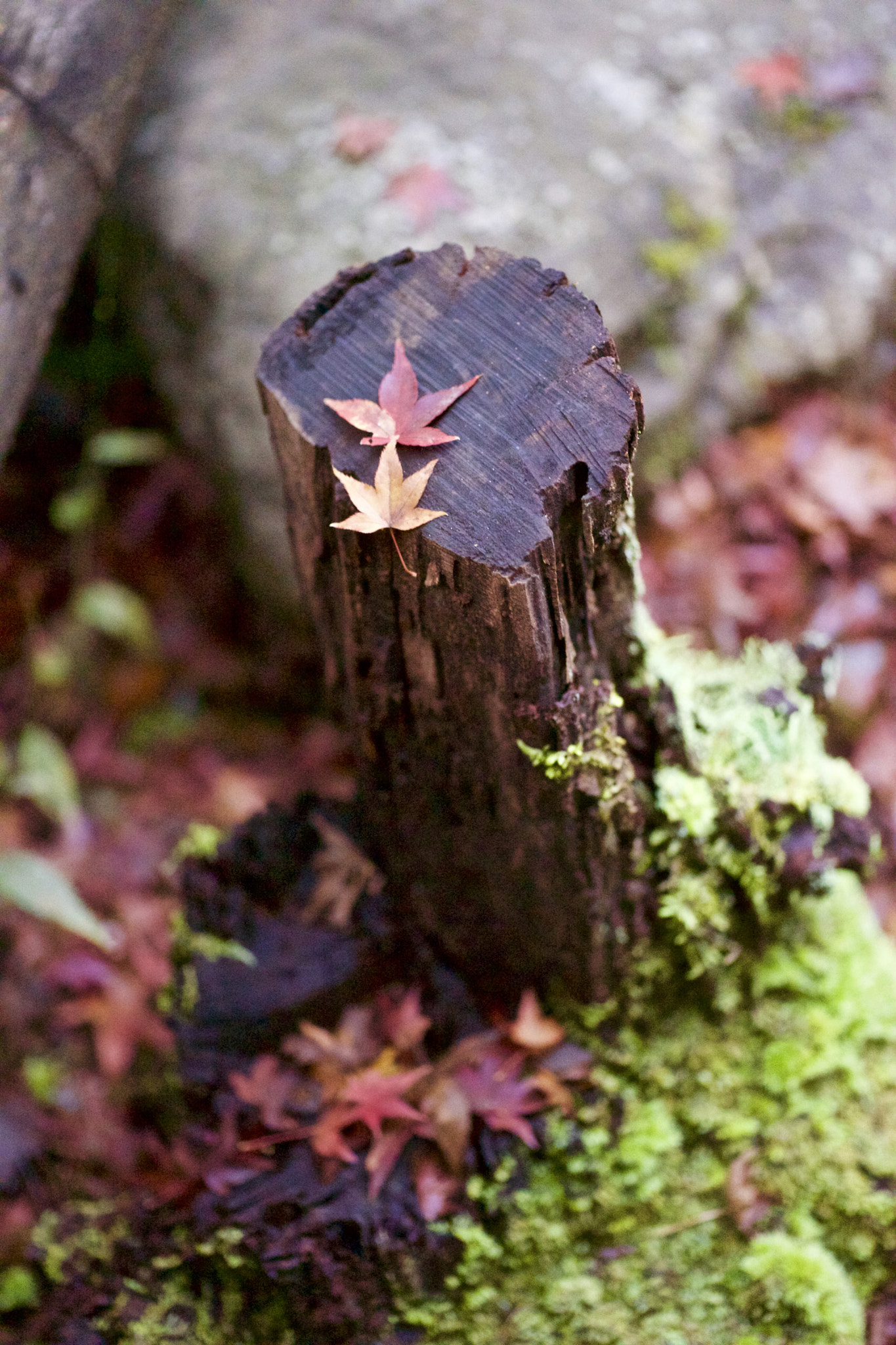 Sony a7 + Sony 50mm F2.8 Macro sample photo. Kyoto photography