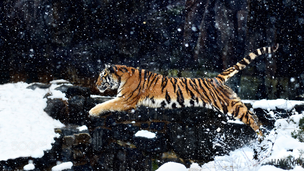 Nikon D4S sample photo. Jump photography