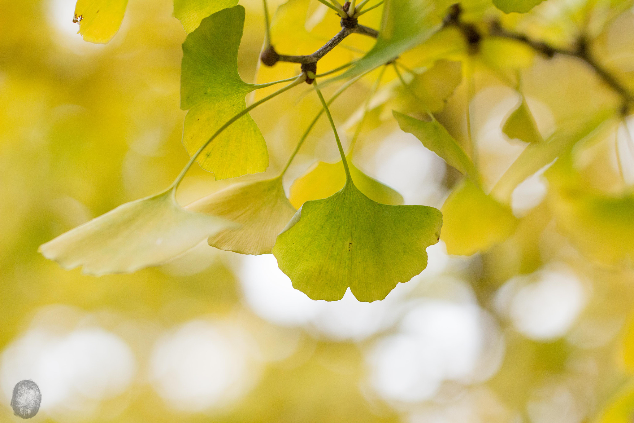 Canon EOS 100D (EOS Rebel SL1 / EOS Kiss X7) sample photo. Ginkgo in winter photography