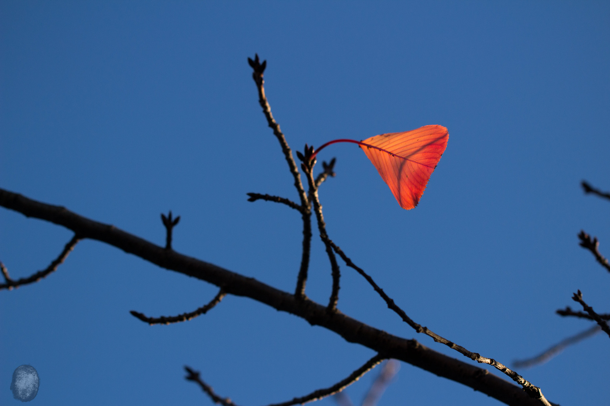 Canon EOS 100D (EOS Rebel SL1 / EOS Kiss X7) sample photo. Red leaf photography