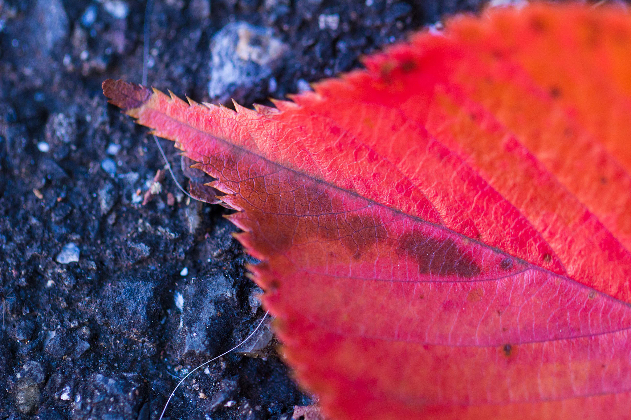 Canon EOS 100D (EOS Rebel SL1 / EOS Kiss X7) sample photo. Red leaf photography