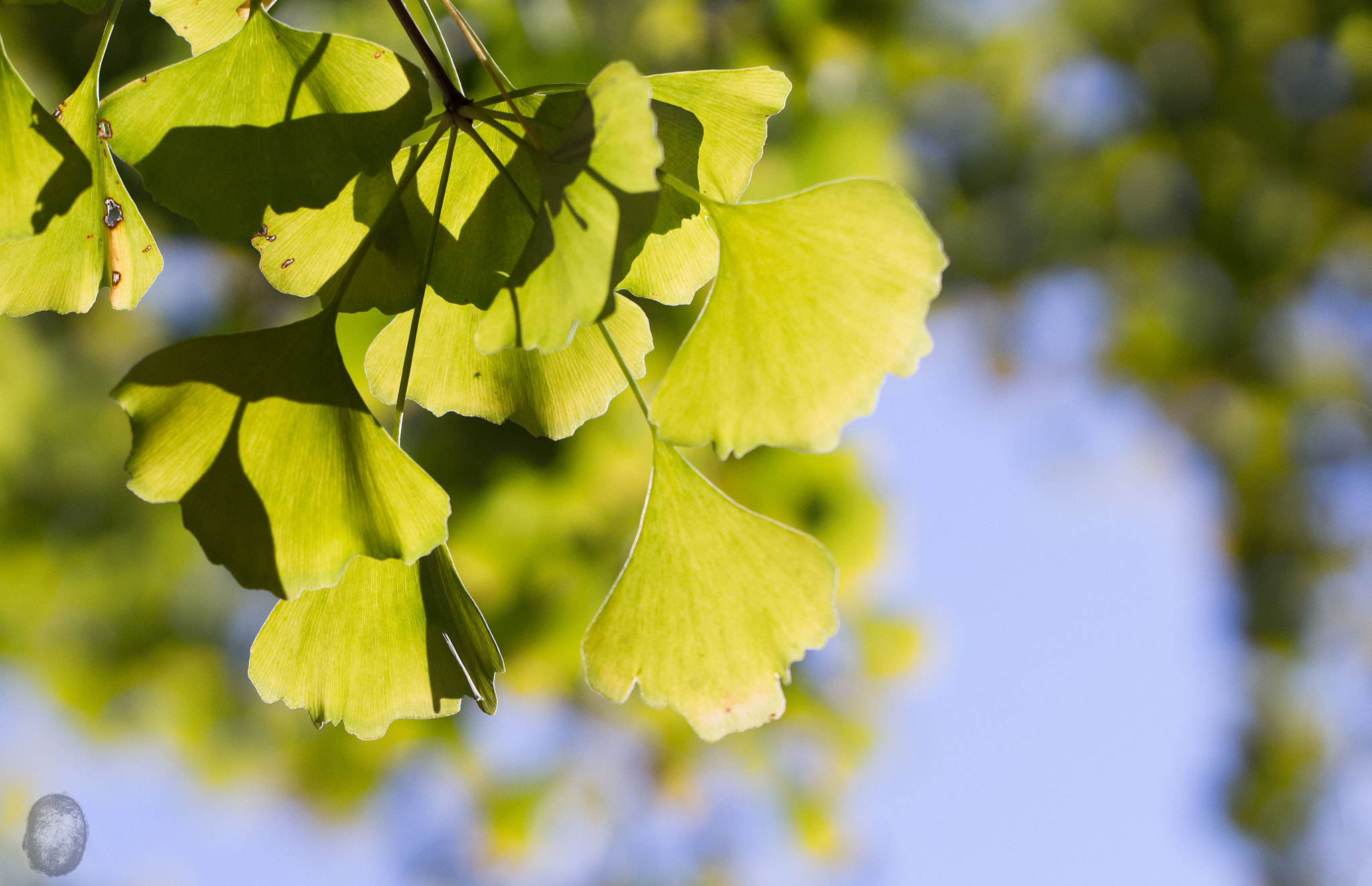 Canon EOS 100D (EOS Rebel SL1 / EOS Kiss X7) sample photo. Ginkgo@titech photography