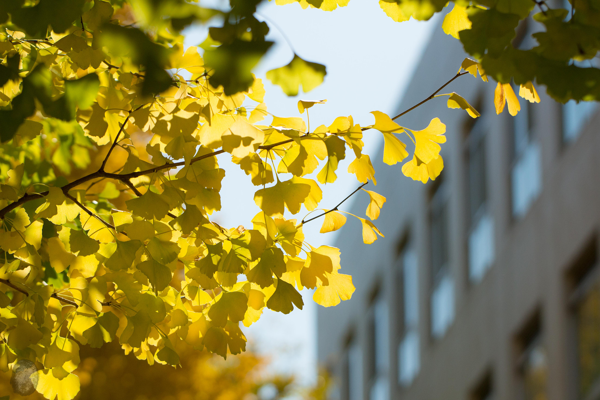 Canon EOS 100D (EOS Rebel SL1 / EOS Kiss X7) sample photo. Ginkgo@titech photography